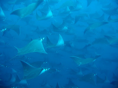 , Scuba Diving Playa del Carmen., Playa Del Carmen Kiteboarding