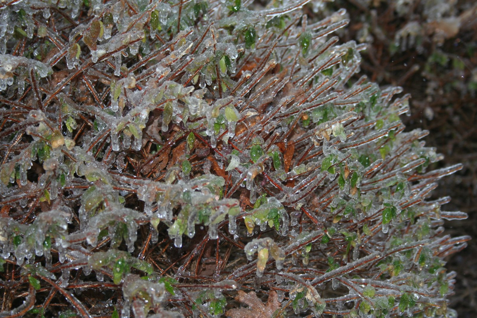[IMG_7588.JPG]