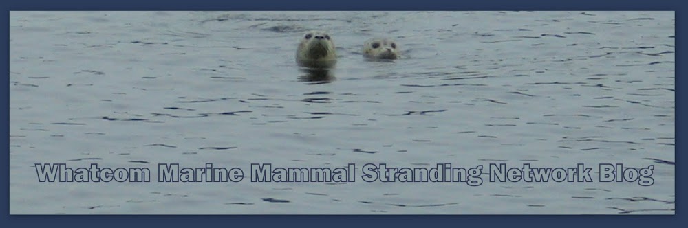 Whatcom Marine Mammal Stranding Network Blog