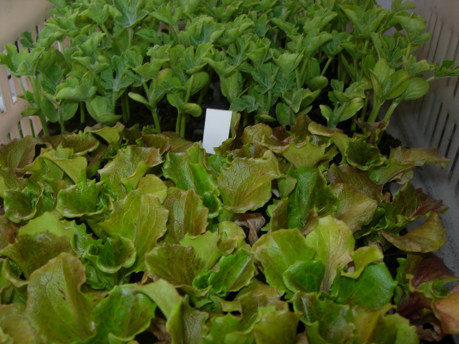 Flor de Lis ,... pasión por las flores.