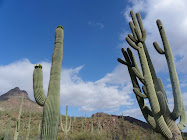 Saguaros stand tall in the Sonoran Desert