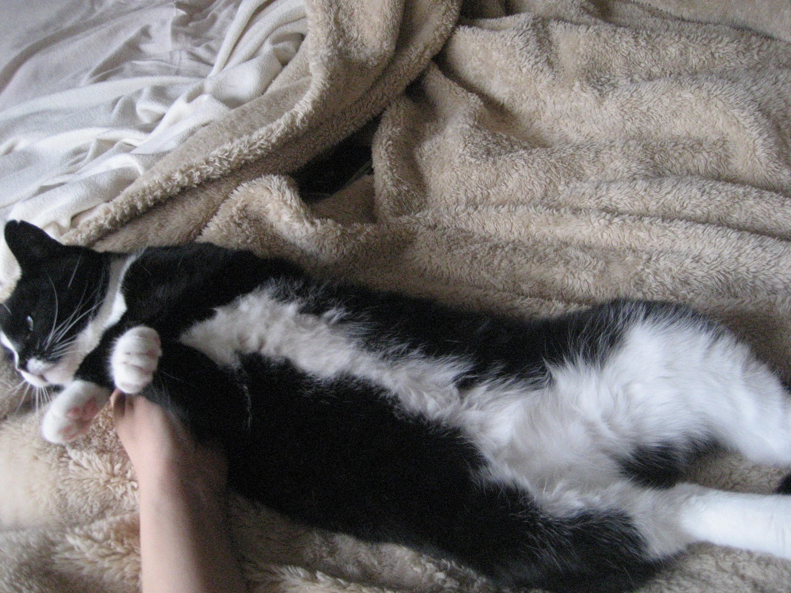 Live with Flair When Your Cat Looks Like a Skunk