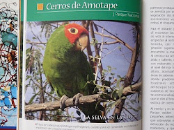 Loro de cabeza roja. Red-headed parrot.(Aratinga erythrogenys)
