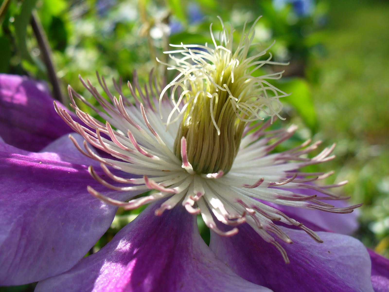 More Family and Flowers Pruning Clematis