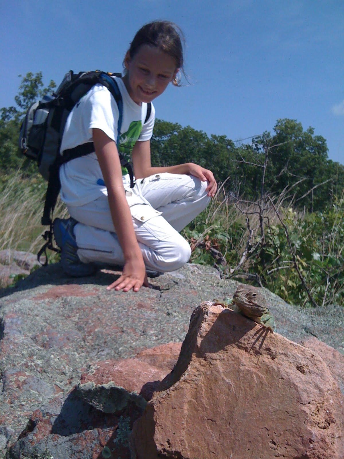 The Ozark Trail Guide Stegall Mountain Collared Lizards