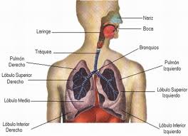 Enfermedades del sistema respiratorio tabaquismo