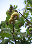 Cashewnut