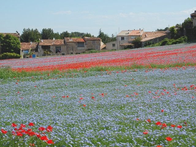 [flax+flowers+village+houses.jpg]