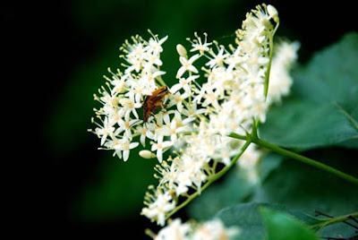 bug on flower