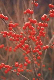 winterberry from Oikos Tree Crops