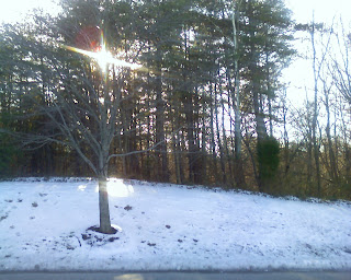 sun shining through trees with snow on ground