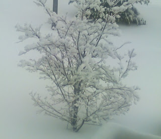 little tree big snow