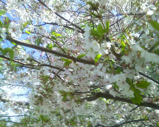 neighborhood cherry blossoms close up