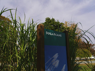 sugarcane plant and sign