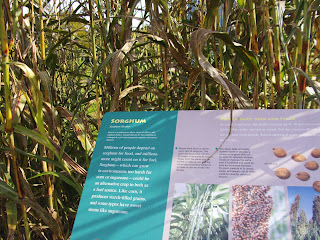 sorghum plant and sign
