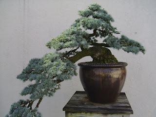 traditional bonsai