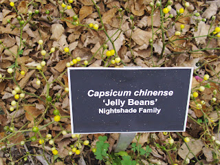 jelly beans chile peppers