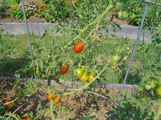 grape tomatoes seriously leaning