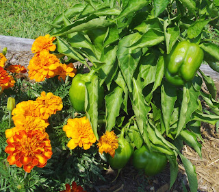 green peppers and marigolds