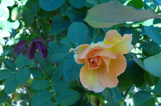 drooping orange rose