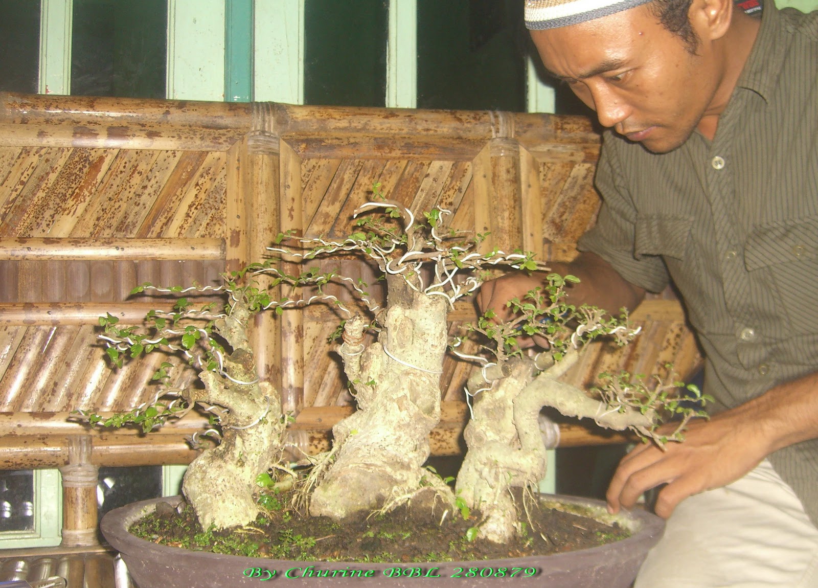 bonsai Binabagus Installation of the bonsai wire