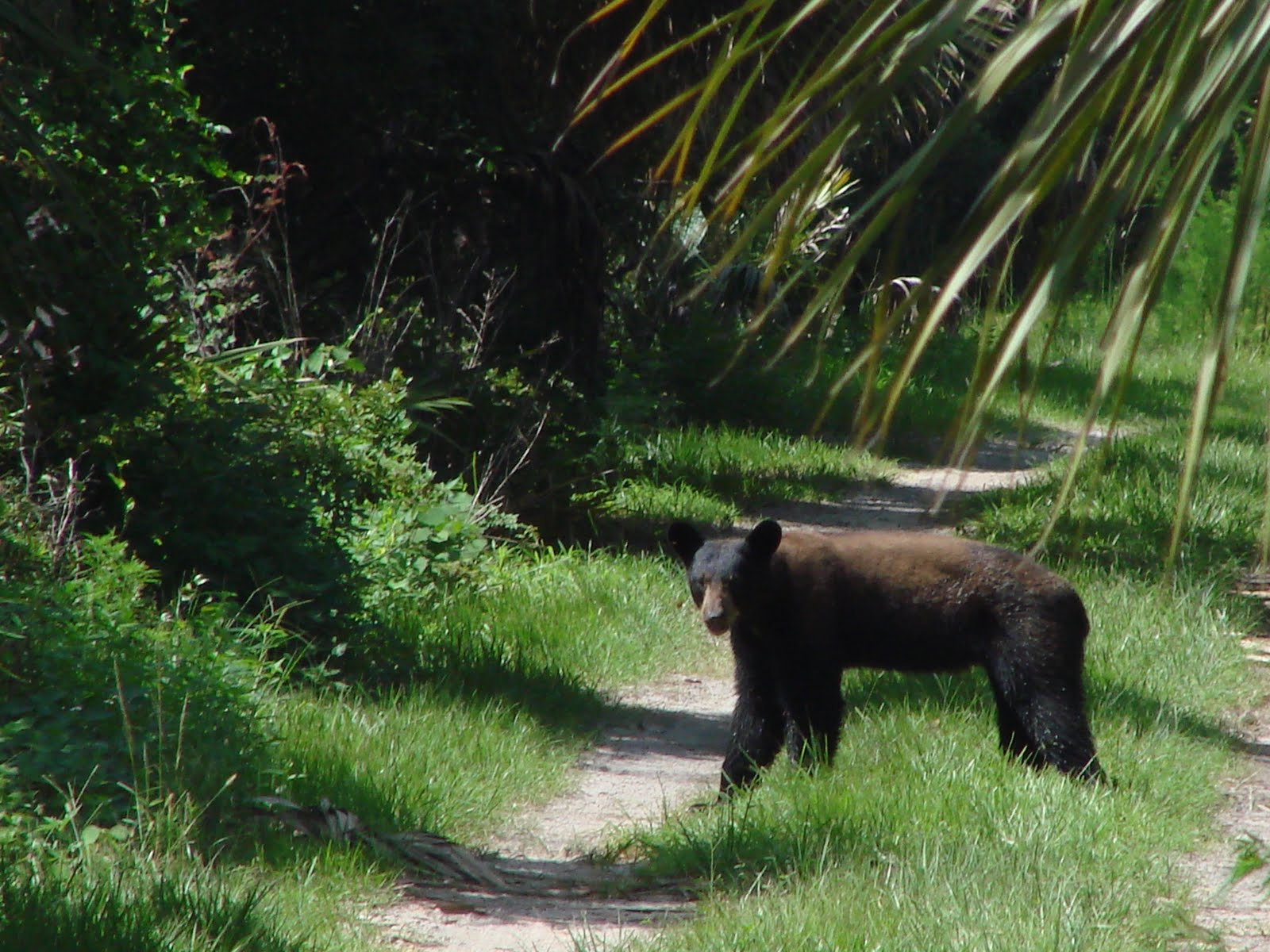 Panther Island Adventures Critter of the week Sept. 6 Florida Black Bear