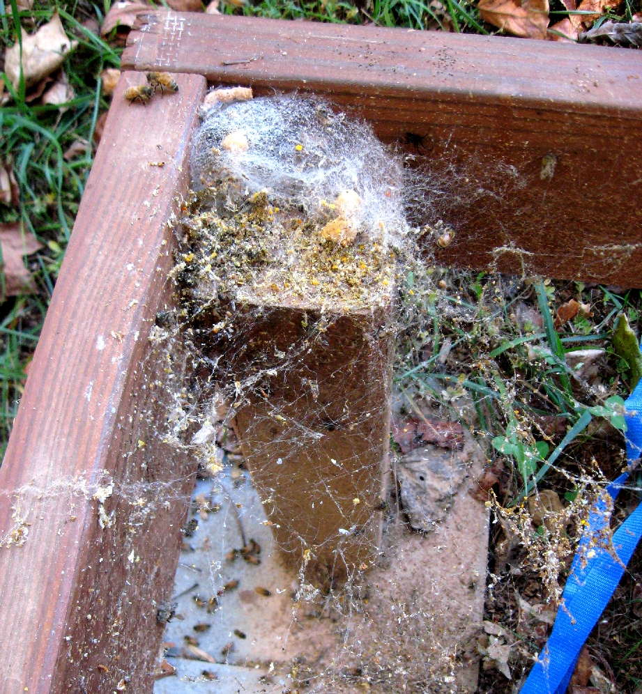 Beaver Creek Bees: Inspection 10/24/10