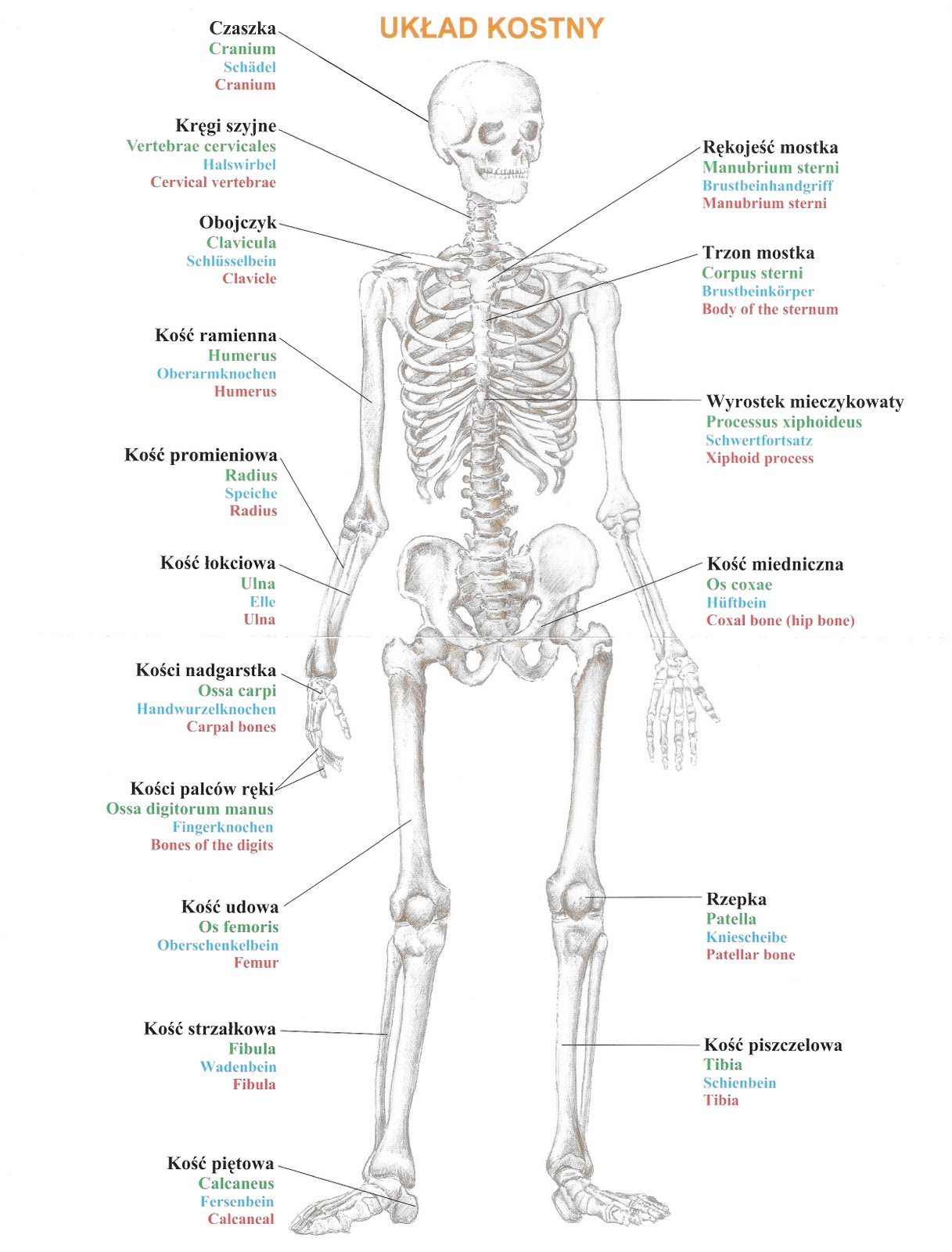 Anatomia Człowieka Schemat Po Polsku