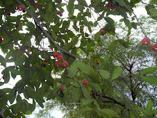 Macopa Fruit