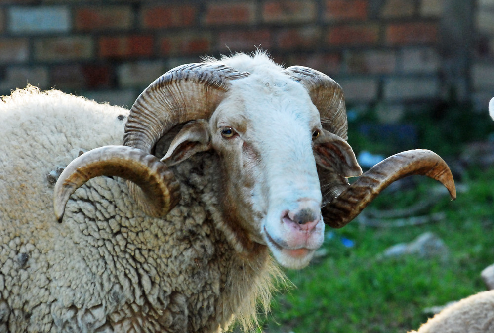 Curiosidades y fotos de animales Carnero