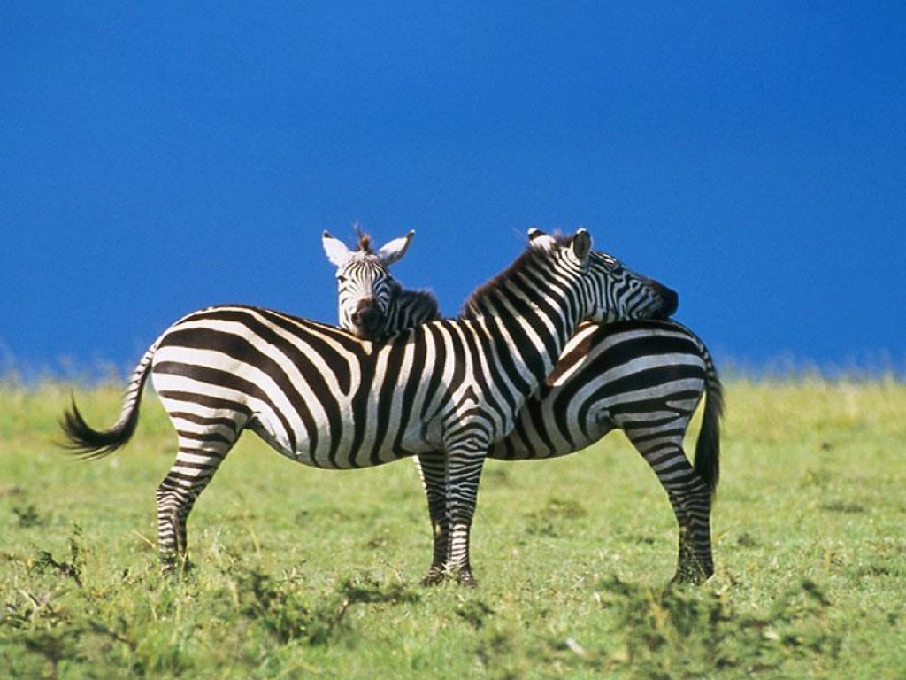 Curiosidades y fotos de animales: Zebra