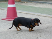 Daschund in Korea