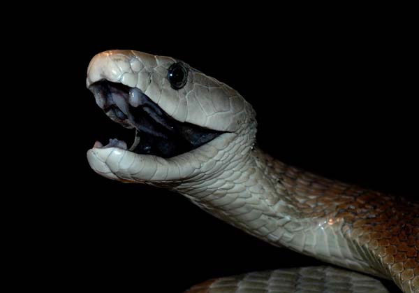 Natural Life Venomous Snake BLACK MAMBA natural-life-venomous-snake-black-mamba