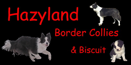 Hazyland Border Collies & Biscuit