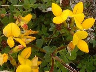 [piorno+(hojas).jpg]