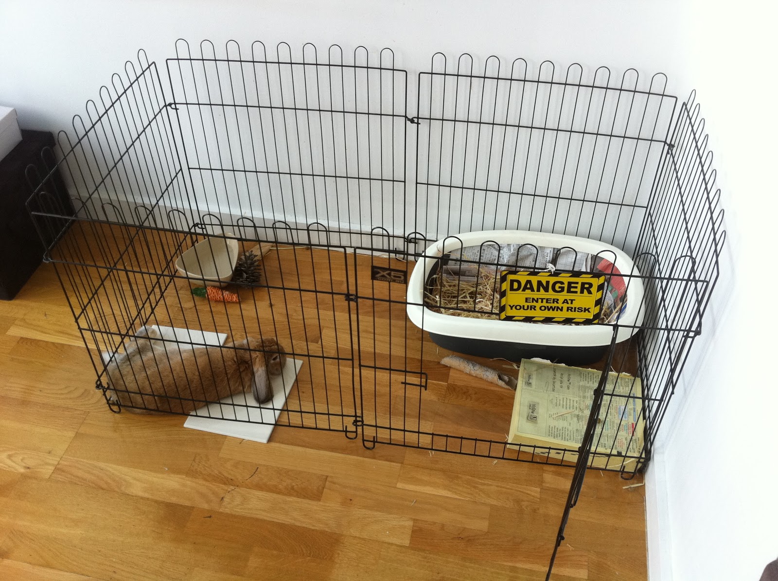 Rainbow Rabbit Hole Rabbit Care