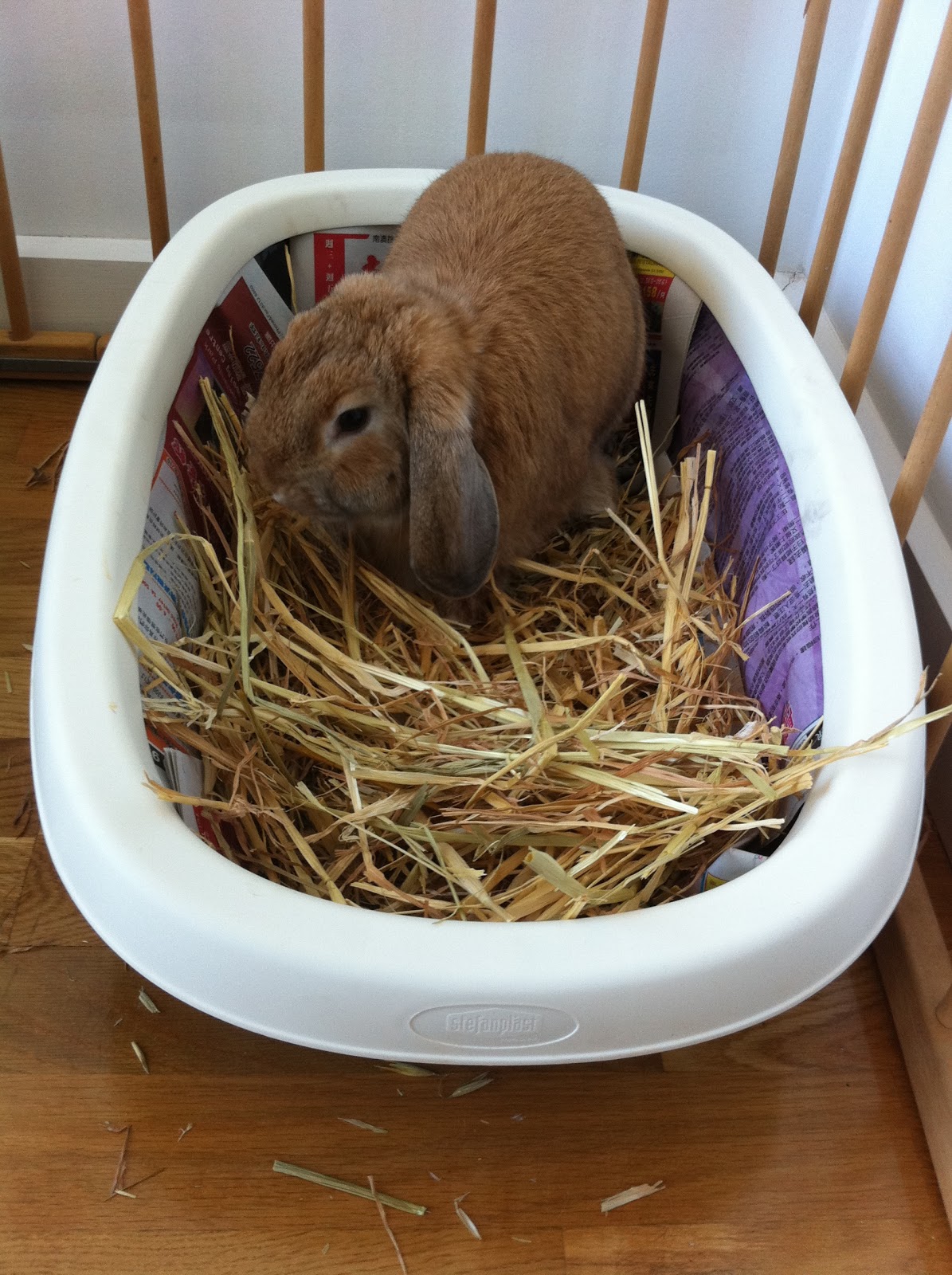 Rainbow Rabbit Hole Rabbit Care