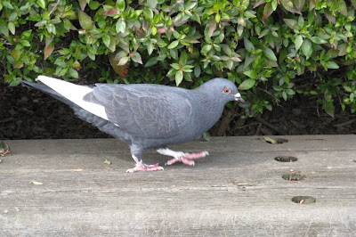 feral pigeon