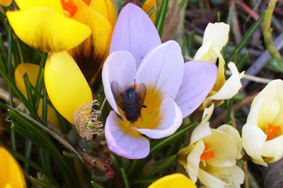 crocus and fly