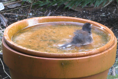 junco bird bath