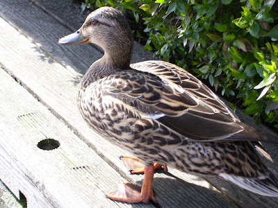 female mallard