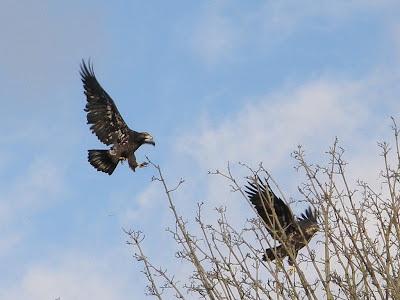 immature golden eagle pictures. the immature golden has