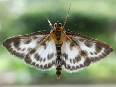 Eurrhypara hortulata