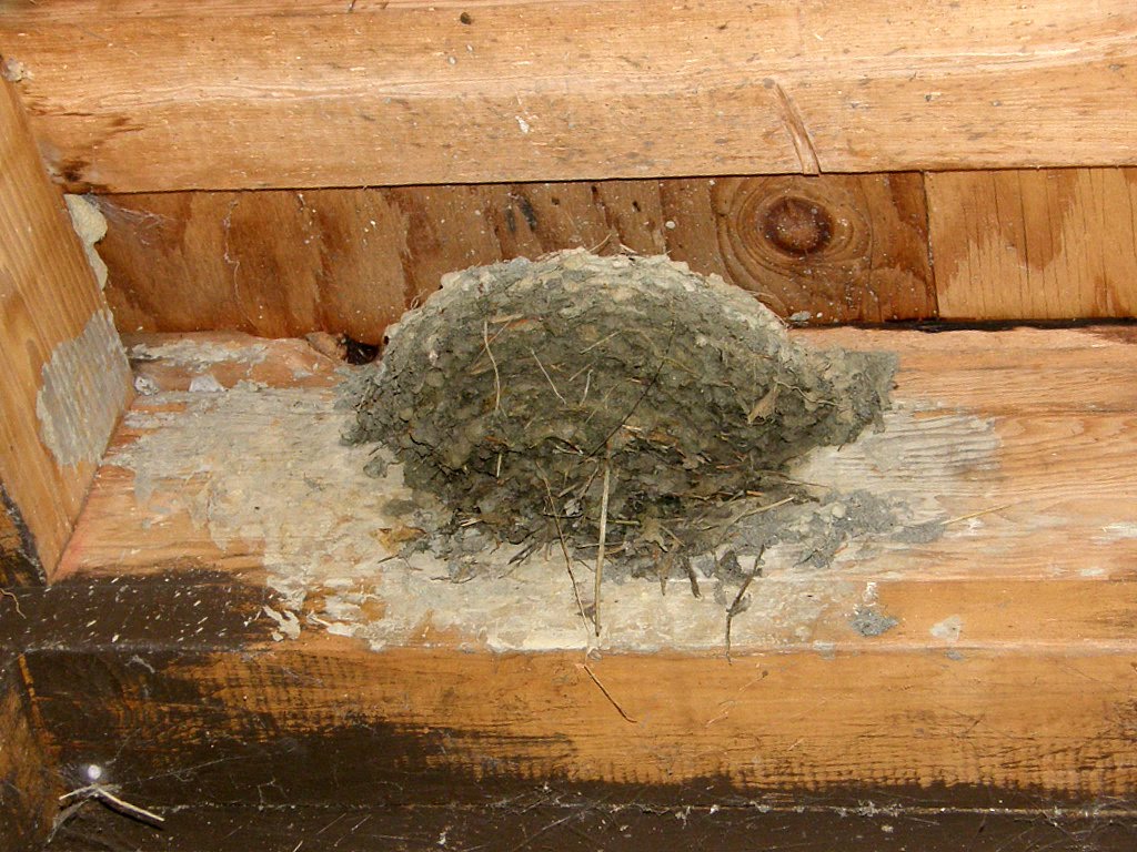 A Bed Bug How To Find A Bed Bug Nest