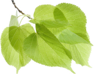 [lime-leaves.jpg]