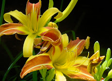 Lily