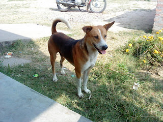 devil's paradise: A beautiful desi dog