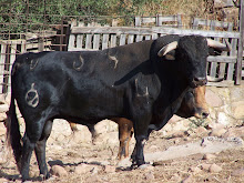 TORO DE LA GANADERIA DE JIMENEZ PASCUAU Nº 34 G 4 NOMBRE REMILGO