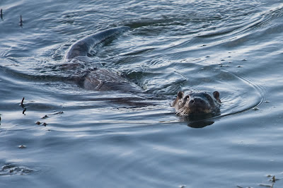 donegal otters inch lake