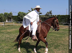 CABALLO DE PASO PERUANO